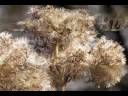 Bois de Traves.flv