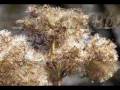 Bois de Traves.flv