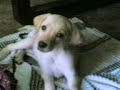 sweetie