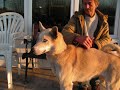 Chien Kina ...