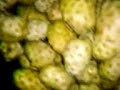 Fruta Noni - Deusa das Frutas - Morinda Cintrifolia