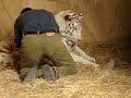 Royal White Bengal Tiger birth and Lion man in New Zealand 3 Royal White Bengal Tiger birth and Lion man in New Zealand 3