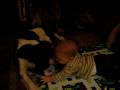 videos de Daisy is hilarious!