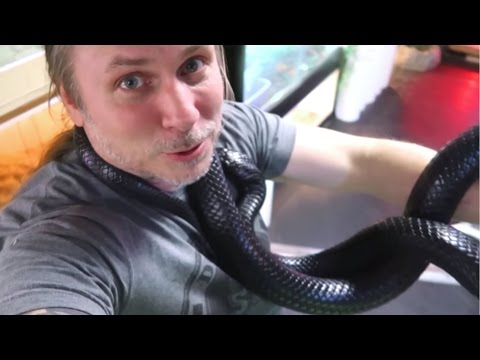YouTube reptile video