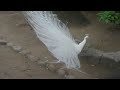 Dancing White Peacock