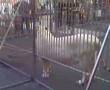 tigre blanc cirque arlette gruss rare!!! fafasemnoz