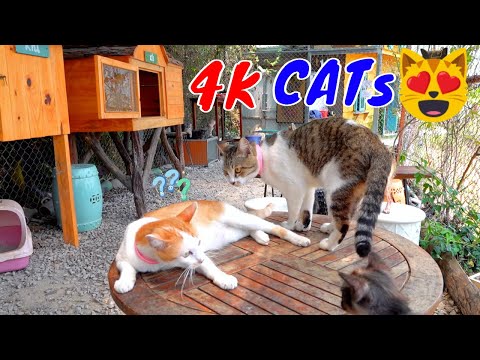 Hài Hước Thư Giãn Cùng Các Hoàng Thượng Mèo Video 4K Tập 9
