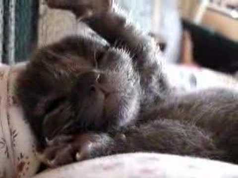 Wilbur napping
