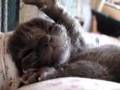 Wilbur napping