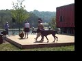 Riverside Festival in Towanda dog show Riverside Festival in Towanda dog show