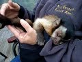 Carlos capuchin monkey in New Zealand