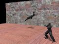 ragdoll
