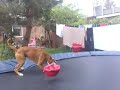 Jumping Doerak the boxer dog trampoline springen