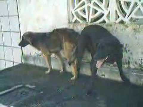 dogs mating