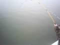Big Blue catfish Big Blue catfish