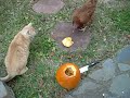 Myrtle Mae vs. Kittehs: Pumpkin Edition