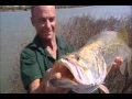 Barramundi v zarostlém terénu