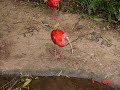 Foz do Igua�u - Parque das Aves