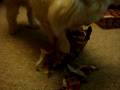 videos de Maltese so smart!
