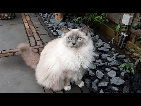 Ragdoll Cat Protest Loudly Meowing