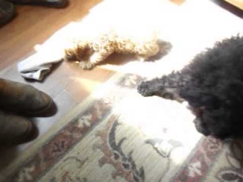Brody playing with Romeo