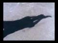 Video that you shouldnt see...