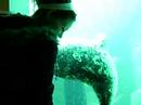 Sheina & Harbour Seal