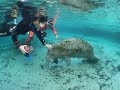 Swim with manatees????????? Swim with manatees?????????