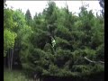 Daniel's Fall