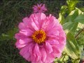 flower garden 