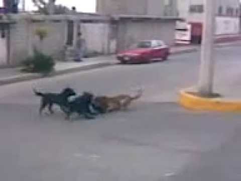 peleas de perros