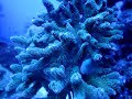 Chromis Viridis + Seriatopora Caliendrum
