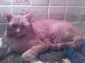 Bye George The Cat Bye George The Cat
