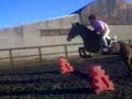 Horse for sale showjumper/ hunter Noggus ellie jumping