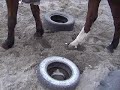 Horse with a rider cantering over me 2