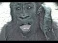 Babies Gorilla and Human Babies Playing
