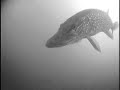 ice ice pike fishing underwater camera