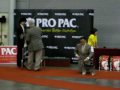 179th SKC CHAMPIONSHIP DOG SHOWS