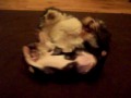 Boston Terrier & Lhasa Apso Wrestling!