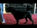Ember - Daily Training Part 1/4