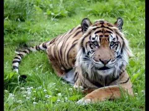 sumatran tiger