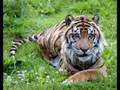 Sumatran Tigers Up Close