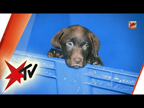 Hundewelpen aus dem Internet: ein brutales Geschft  Die ganze Reportage | stern TV