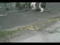Antiguo Perro Pastor Inglés video