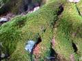 videos de Casa Rural Urbasa Urederra Nº 62 Haya Grande  1 27717
