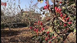 في فرخة قضاء سلفيت.. أول مزرعة فستق حلبي في فلسطين