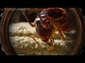 Smalltalk Diaries: Predators - Wildscreen 2008 Panda Award Winner