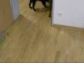 videos de Caesar - French Bulldog