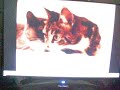 My kitty watching \"2 talking cats\" My kitty watching \"2 talking cats\"