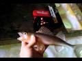 Minnesota Ice Fishing - Lake of the Woods Ice Fishing Report Video 12-30-11